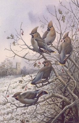 Waxwings by Carl Donner - print