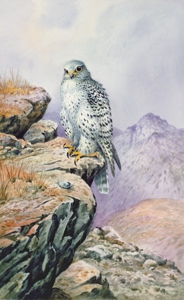 Gyrfalcon by Carl Donner - print