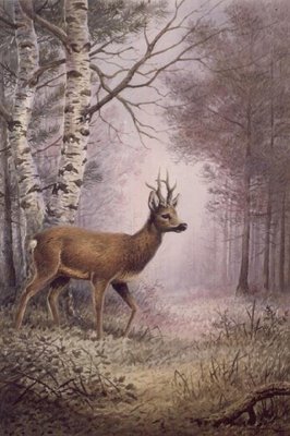 Roe-Deer by Carl Donner - print