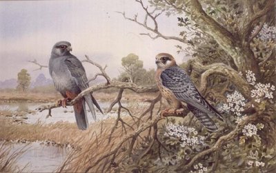 Red-footed Falcons by Carl Donner - print