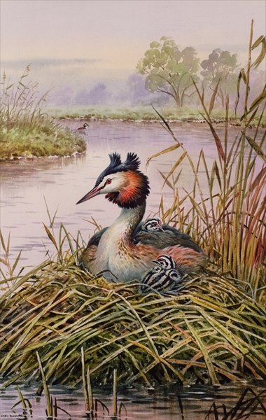 Great-Crested Grebes by Carl Donner - print