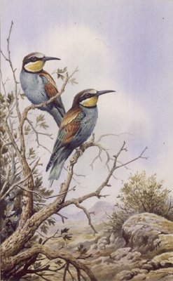 Bee-Eaters by Carl Donner - print