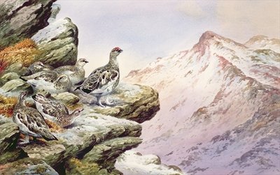 Ptarmigan on the High Tops by Carl Donner - print