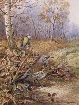 Fieldfare and Blue Tit by Carl Donner - print