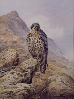 Peregrine Falcon by Carl Donner - print