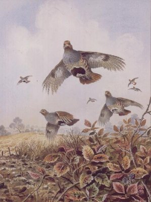 Flushed Partridges by Carl Donner - print