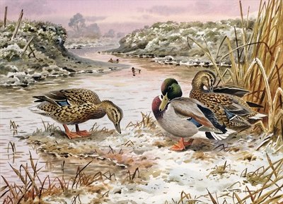 Mallards in a Quiet Corner by Carl Donner - print