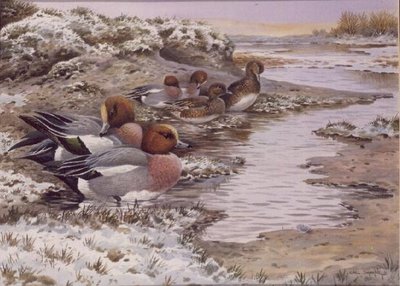 Daybreak on the Washes - Wigeon by Carl Donner - print