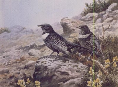 Ring Ousels by Carl Donner - print
