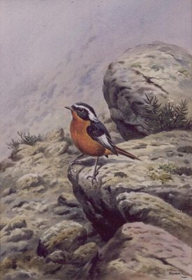 Moussier's Redstart by Carl Donner - print