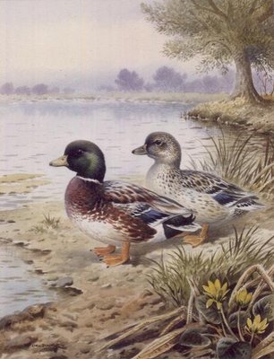 Silver Call Ducks by Carl Donner - print