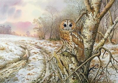 Tawny Owl by Carl Donner - print