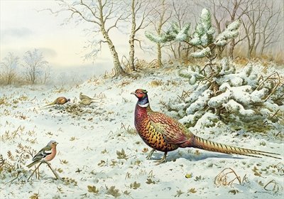 Cock Pheasant and Chaffinch by Carl Donner - print