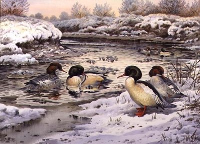 Goosanders by Carl Donner - print
