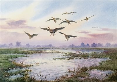 White-Fronted Geese Alighting by Carl Donner - print