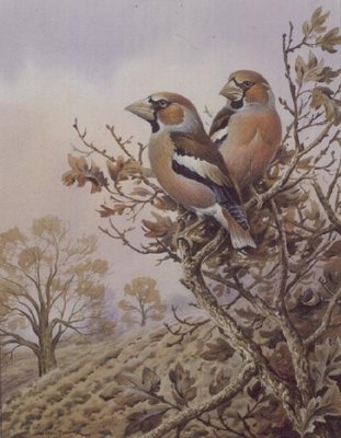 Pair of Chaffinches by Carl Donner - print