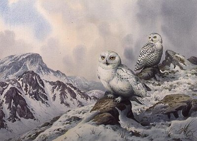 Pair of Snowy Owls in the Snowy Mountains, Australia by Carl Donner - print