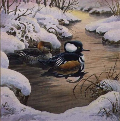 Hooded Mergansers on a Pool by Carl Donner - print