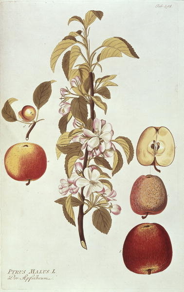 Fine Art Print of Pyrus Malus by Joseph Jacob Plenck