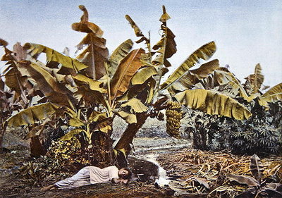 Fine Art Print of A banana and manioc plantation in New Caledonia, late 19th century by French School