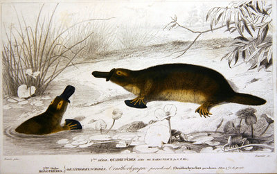 Fine Art Print of Platypi, illustration from 'Dictionnaire Universel d'Histoire Naturelle' by Charles d'Orbigny, engraved by A. Fournier, 1839-49 by Charles Joseph Travies de Villiers