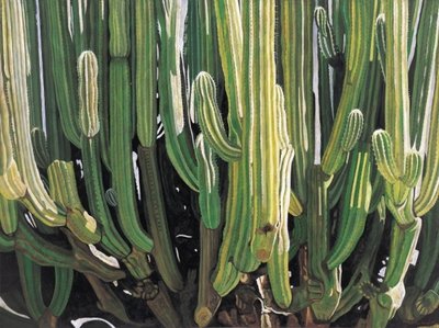 Fine Art Print of Large Candelabro Cactus in Oaxaca, 2003 by Pedro Diego Alvarado
