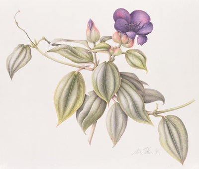 Fine Art Print of Glory Flower by Margaret Ann Eden