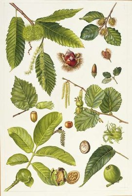 Walnut and other nut-bearing trees (w/c) by Elizabeth Rice - print