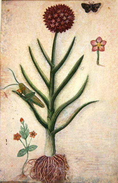 Allium, 1985 (w/c &amp; crayon on paper) by Sophie Grandval - print