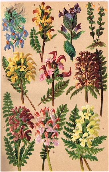 Fine Art Print of Alpine Plants, illustration from 'Alpine Flora' by Professor C.S. Schroter, published 1921 by Ludwig Schroter