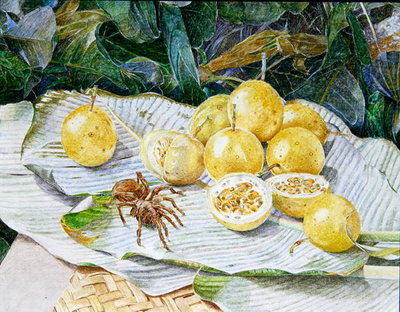Tarantula and Maracuya, 1988 (oil on canvas) by James Reeve - print