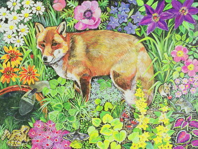 The Barnet Fox by Hilary Jones - print