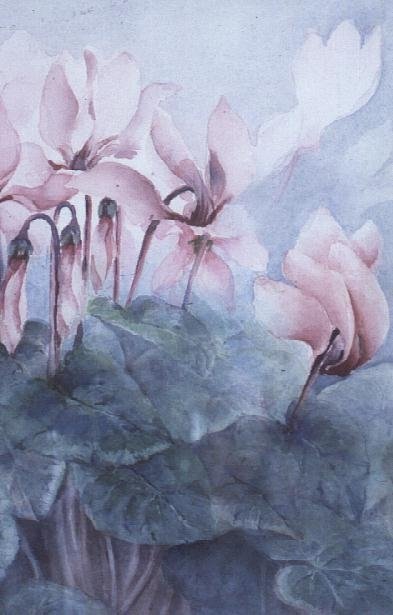 Pink Cyclamen Pseudibericum by Karen Armitage - print