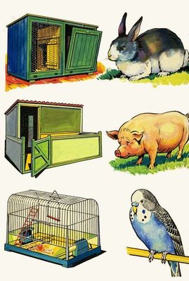 Fine Art Print of Pets and Their Homes: Rabbit, Pig and Budgerigar by English School