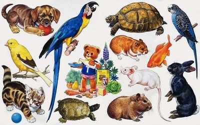 Fine Art Print of Animal montage by English School