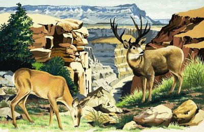 Fine Art Print of Mule deer at the Grand Canyon National Park by English School