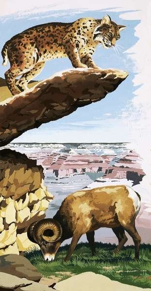 Fine Art Print of Bobcat and Bighorn sheep at the Grand Canyon National Park by English School