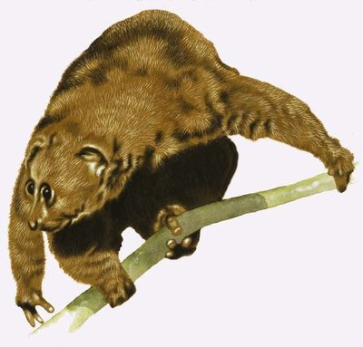 Fine Art Print of Sloth by English School