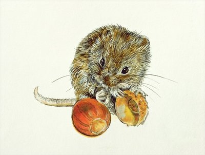 Vole with an Acorn by Diane Matthes - print