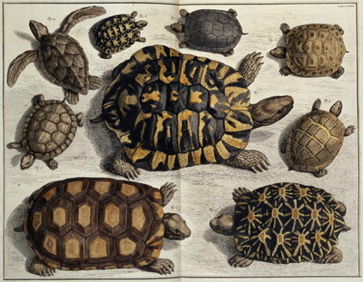Fine Art Print of Turtles: from Albert Seba's "Locupletissimi Rerum Naturalium", c.1750 by Anonymous