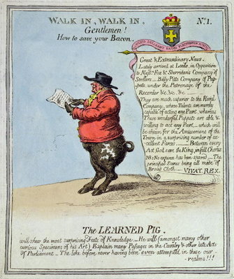 Fine Art Print of The Learned Pig by English School