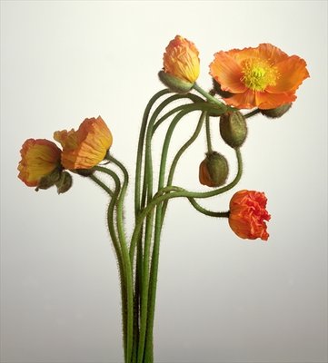 Fine Art Print of Bendy Poppies, 1995 by Norman Hollands