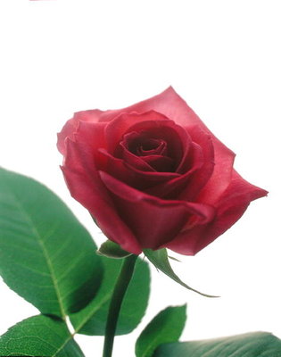 Fine Art Print of Red rose, 1999 by Norman Hollands