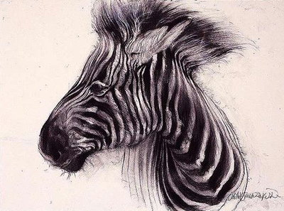 Baby Zebra, 2000 (charcoal on paper) by Odile Kidd - print