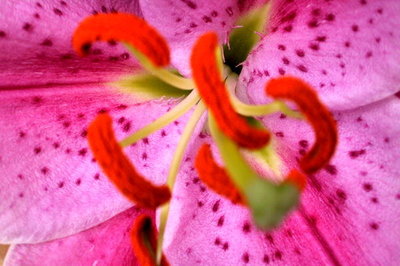 Fine Art Print of Pink Aroma by Sarah O'Toole