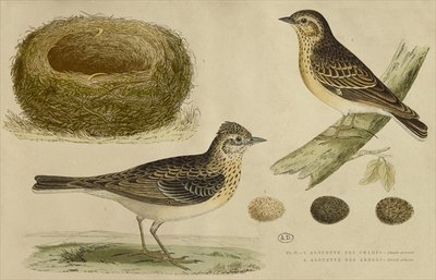 Fine Art Print of Skylark and treelark by Paul Louis Oudart