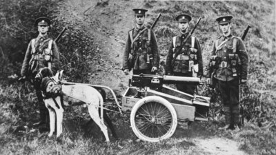 Fine Art Print of British Dogs of War on the Belgian model: an Officer's experiment in dog-traction for machine-guns, from 'The Illustrated War News' by English Photographer