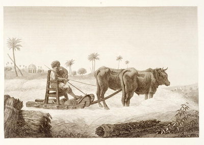 Fine Art Print of Harvesting Corn, from Volume II Arts and Trades of 'Description of Egypt', pub. under the orders of Napoleon, 1822 by Nicolas Jacques Conte