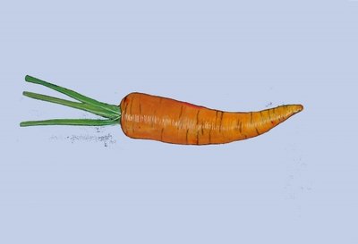 Fine Art Print of Carrot, 2007 by Sarah Thompson-Engels