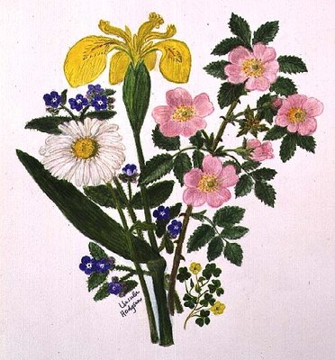 Fine Art Print of Iris, Speedwell, Daisy and Dog rose by Ursula Hodgson